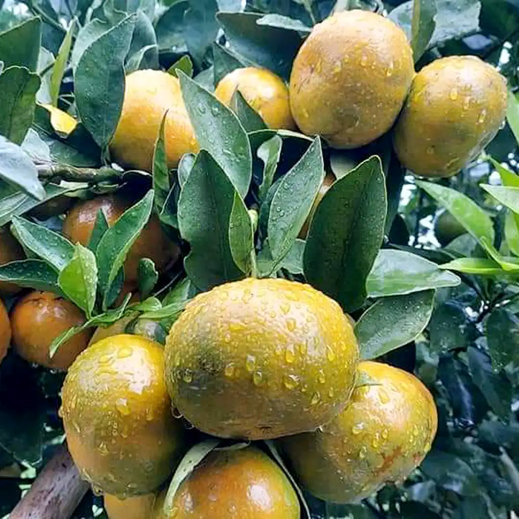 keranjangpetani-buah-jeruk